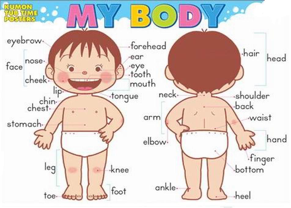 Body Parts Chart For Toddlers