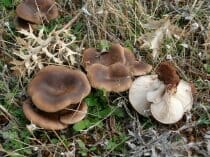 seta-de-cardo-pleorotus-eryngii