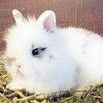 conejo enano angora