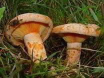 niscalo - lactarius deliciosus