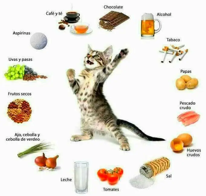 Alimentacion de los gatos su edad