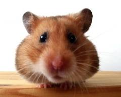 cuidar hamster