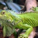como cuidar iguana verde