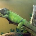 enfermedades de las iguanas