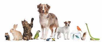 mascotas animales domesticos