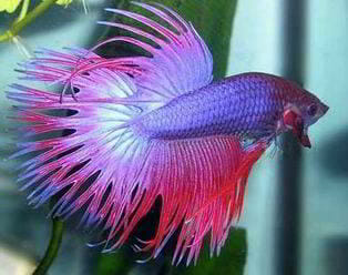 alimentacion pez betta