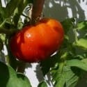 como cultivar tomateras