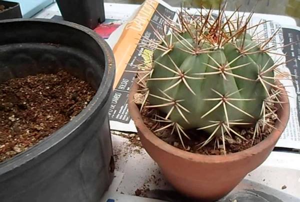 trasplantar cactus