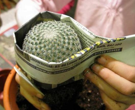 trasplantar cactus