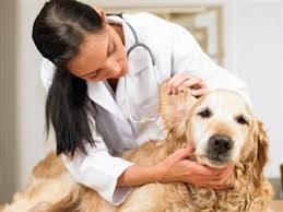 enfermedades perros