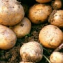 como cultivar patatas