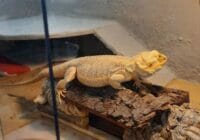 terrario casero reptiles