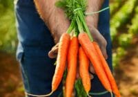 como cultivar zanahorias