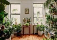 plantas interior purificar aire