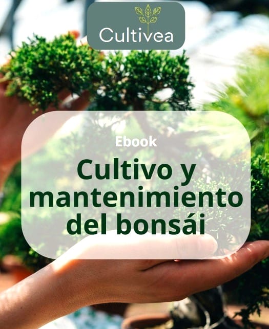 libro cultivo y mantenimiento bonsai pdf