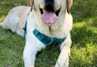 labrador retriever
